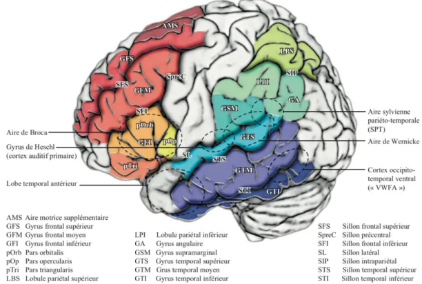 Figure  A  :  Régions  corticales  de  l’hémisphère  gauche  impliquées  dans  les  fonctions  du  langage  (Tirée  de  Neurophysiologie  du  langage :  Revue  de  neuropsychologie