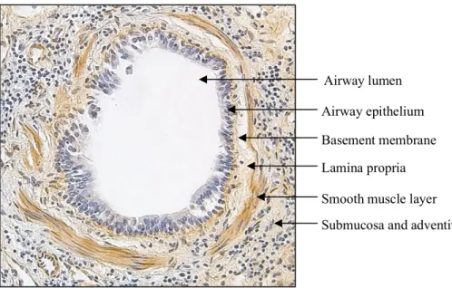 Figure 3. Schematic representation of the equine bronchial structural components.  Lung tissue  sample stained with type IV collagen