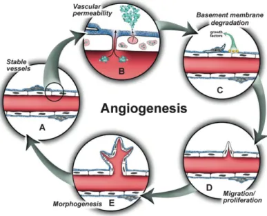 Figure 9. Schematic representation of the angiogenic cascade. Once angiogenesis is initiated,  stable  vessels  (A)  undergo  an  increase  in  vascular  permeability,  allowing  extravasation  of  plasma  proteins  (B)