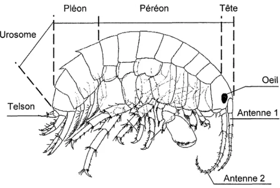 Figure  1.5  Schéma représentant  les différentes  structures  du  corps d'un  amphipode du complexe  Hyalella  azteca