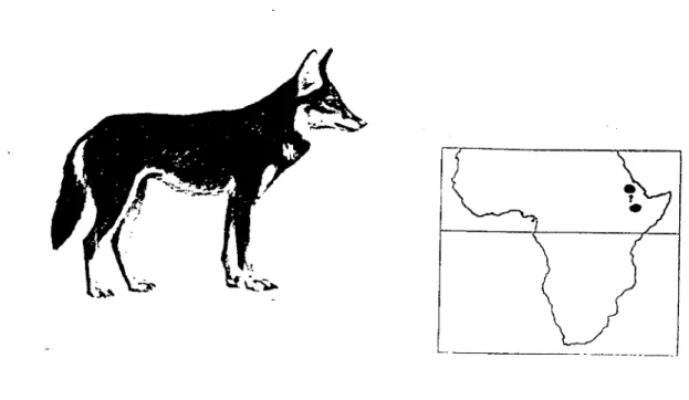 Fig. 1: Loup d'Abyssinie (Canis [simenial simensis Rüppell) 