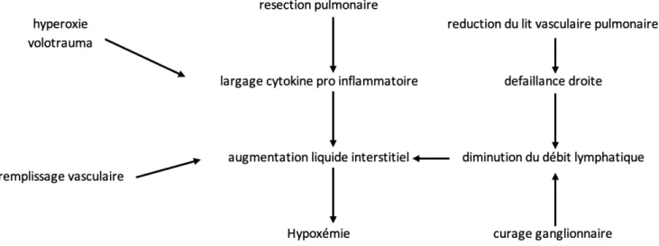 Figure 4 : Physiologie de l'œdème pulmonaire post pneumonectomie 