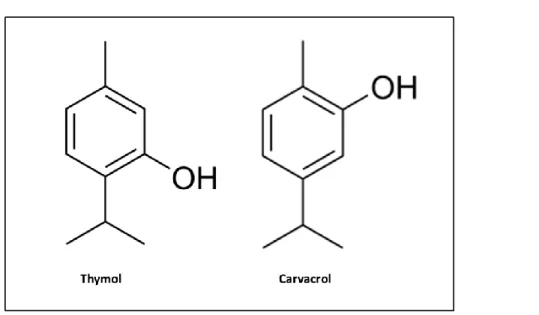 Figure 2.2 : Structure chimique du thymol et du carvacrol 
