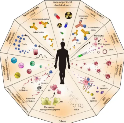 Figure 1 (d’après Galluzzi et al.) - Immunothérapie antitumorale. De multiples voies d’immunothérapie anti-cancéreuse  ont été développées ces dernières années dont les principales sont les anticorps monoclonaux, les thérapies ciblées, la 