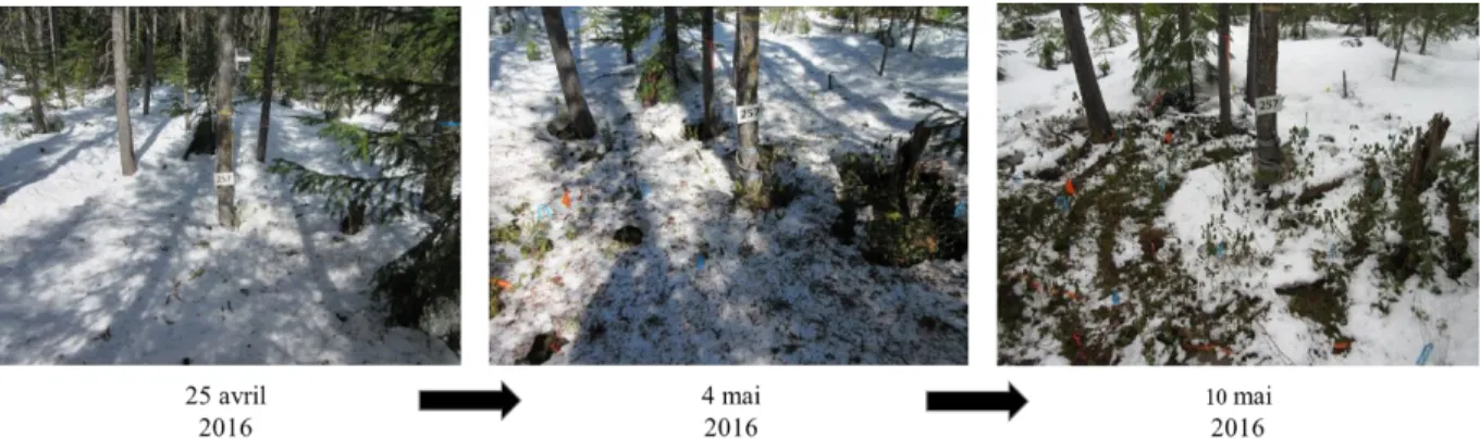 Figure  1.  Exemple  de  l’évolution  du  couvert  de  neige  sur  une  parcelle  recevant  le  traitement H au printemps 2016