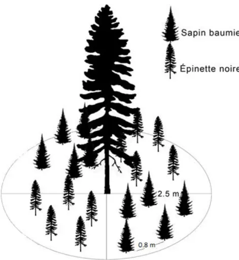 Figure 2. Schéma représentant une parcelle et 4 sous-parcelles où ont été plantés les  semis.