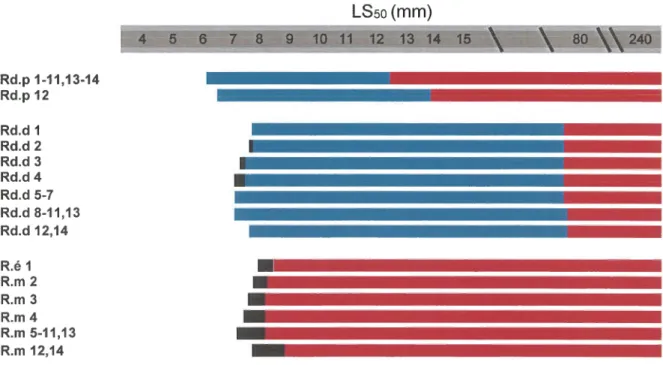 Fig.  18. Séquence  de  développement  des  éléments de  la  nageoire  dorsale  2 de  Thannus  tlrynnus,  en  fonction du  LSso basée  sur  104  larves et juvéniles,  entre  3,0  et  240  mm  LS