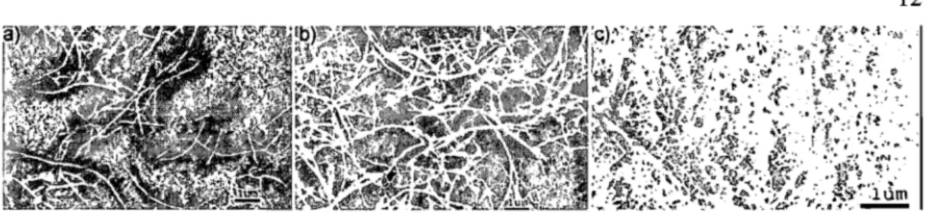 Fig.  1-9  Images  de  microscopie  électronique  à  balayage  sur  des  films  préparés  par  filtration  à  partir de  (a)  7  ml,  (b)  10  ml  et  (c)  400 ml d'une  solution  nanotubes  aqueuse