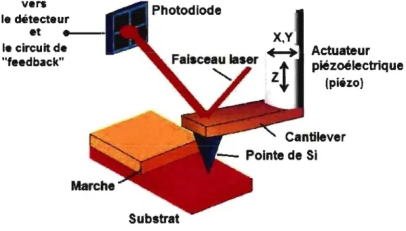 Fig.  1-15  Schéma des  principales  composantes  d'un  microscope  à  force  atomique