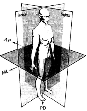 Figure  1  Représentation des trois plans anatomiques du  corps humain 