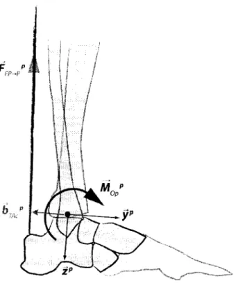 Figure  15  Modélisation des efforts dans les muscles fléchisseurs du pied 