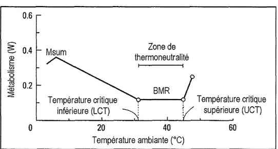 Figure  I.3  Relation  entre  la  tempérafure ambiante  et le  métabolisme  d'un  animal endotherme