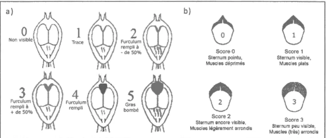 Figure  I.10  Mesures  morphométriques.  a)  Indice  de gras  furculaire  sur une  échelle de  0  à  5 (d'après Gosler,  1996)