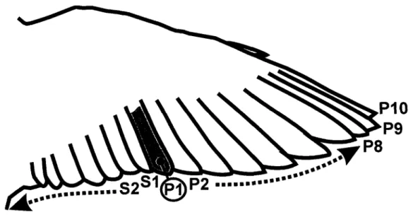 Figure  L.2  Méthode  de  numérotation  des  primaires (P) et  secondaires  (S)  sur aile  d'oiseau.