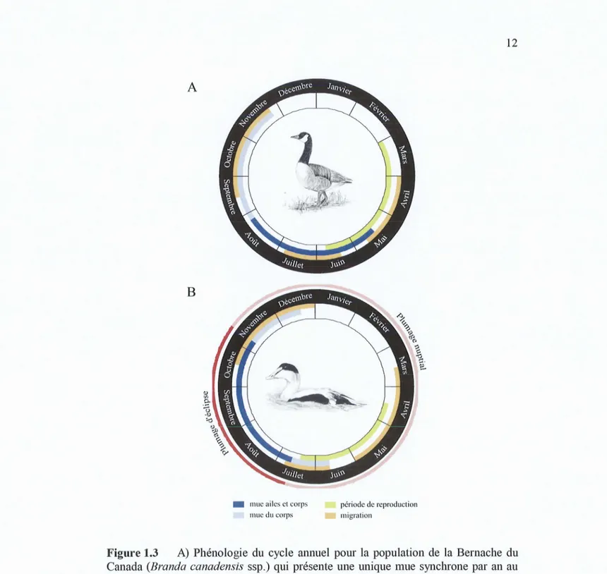 Figure  1.3  A)  Phénologle  du cycle  annuel  pour  la population  de  la  Bernache  du Canada  (Branda  canadensis ssp.)  qui  présente  une unique mue synchrone par an  au cours  de  laquelle  elle  remplace  la  totalité  de  ses plumes  de  corps  et 