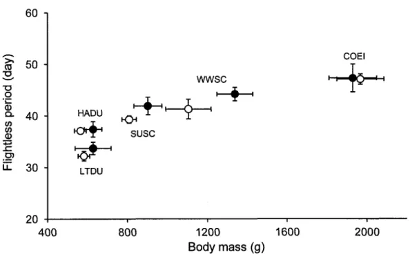 Figure  2.3  Relationship  between  body  mass  of 5  seaduck  species  and flightless period