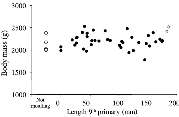Figure  3.1  Changes  in  total  body  mass  (g) during the  9th  primary  growth in male  Common Eiders  collected  in  the  Gulf  of  St