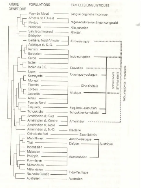 Tableau de correspondance des classifications génétique des populations et des langues   (L