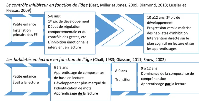 Figure 10. Ligne de développement du contrôle inhibiteur en parallèle avec celui de la  lecture.