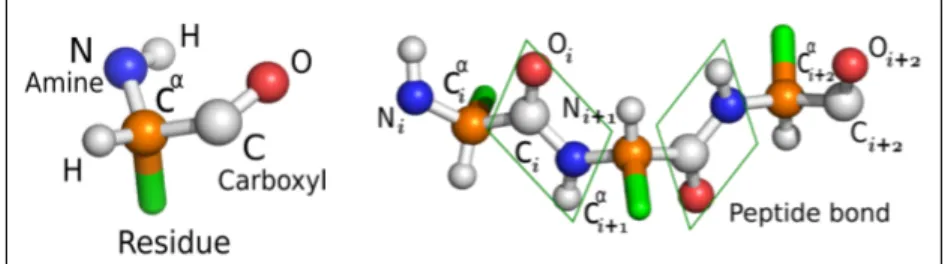 Figure 1.1: Essential units of the formation of proteic structure. (Left) L-amino acid com- com-position