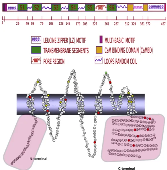 Figure 1.5: Linear and topological representations of the KCa3.1 potassium channel. The membrane topology predicts that 7 of the 13 His residues (red colour ) are part of the C-terminal domain