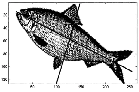 Figure 4  Les deux axes d'une ACP sur la photo d'un poisson  Source : Wikipedia [7]. 