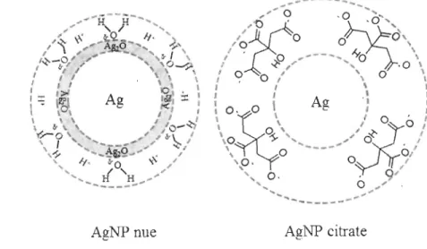 Figure 3 : Exemples de  la couche de surface des AgNP nues et recouverte de citrate 
