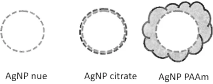 Figure 5 : Représentation des différents types d'AgNP utilisés dans ce mémoire. 