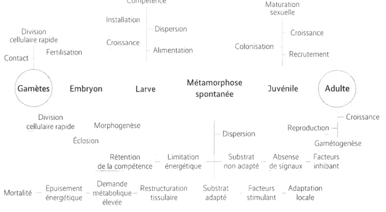 Figure  1. 2 :  Comportement larvaire et spécificité des  signes de l'initiation de la métamorphose
