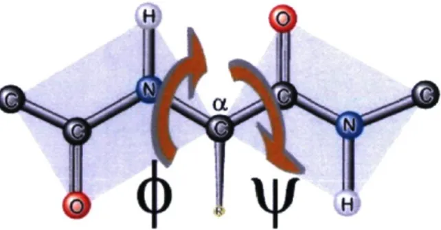 Figure 1.3 : Lien amide entre deux acides aminés avec les angles dièdres O et ¥ 