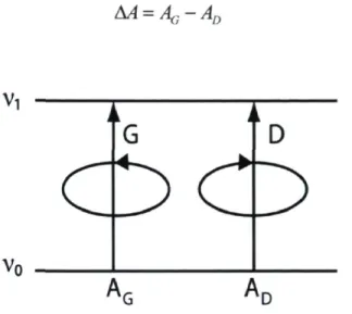 Figure 2.2 : Transitions vibrationnelles avec la lumière polarisée circulairement vers la  gauche et vers la droite