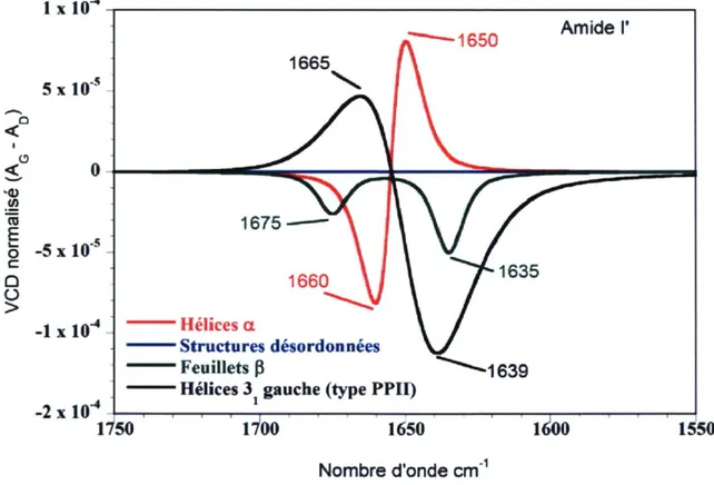 Figure 2.4 : Spectres VCD obtenus par simulation spectrale des principales structures  secondaires des protéines dans le D2O