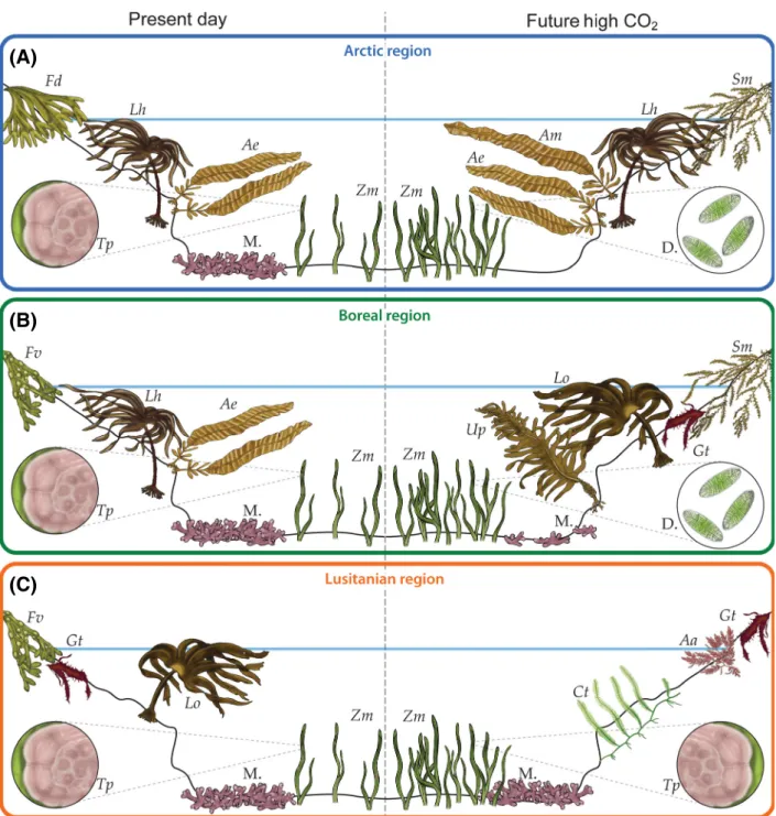Figure 2. Predicted change in northeast Atlantic benthic marine flora if CO 2 emissions continue unabated