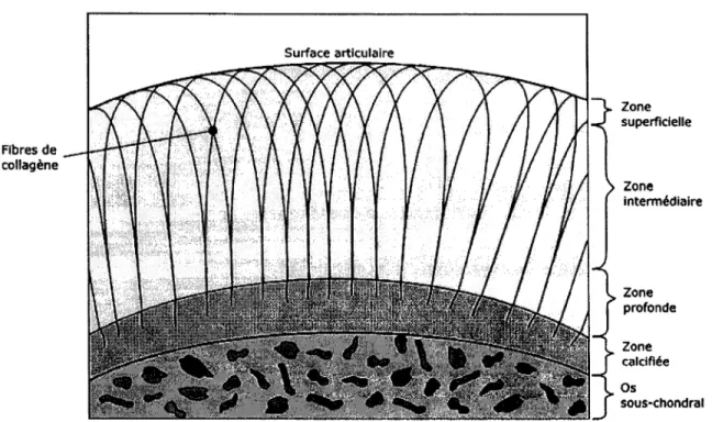 Figure 1.1  Orientation des fibres de collagène. 