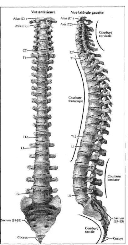 Figure 1.1  Vues antérieure et latérale de la colonne vertébrale. 