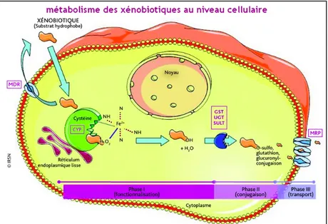 Figure 2 : métabolisme des xénobiotiques au niveau cellulaire  (13)