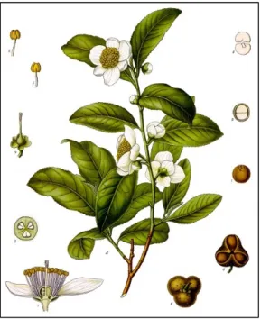 Figure 3 : Illustration botanique du thé vert :  Camellia sinensis (L.) (15)