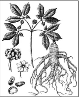 Figure 5 : illustration botanique du ginseng :  Panax ginseng  (24)