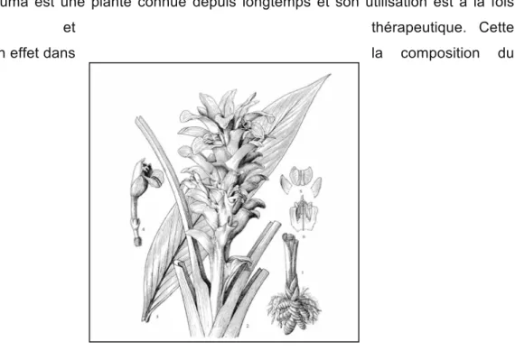 Figure 8 : illustration botanique du curcuma : Curcuma  longa L.  (32)