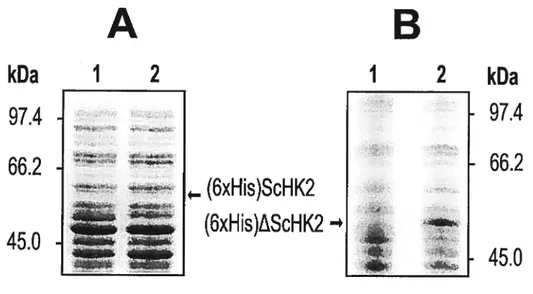 Figure 3.3: SD$—PAGE analysis of (6xHis)ScHK2 (A) and (6xHis)AScHK2 (B) expression in E