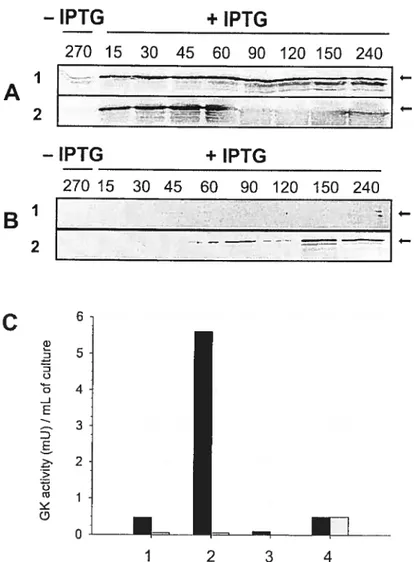 figure 3.4: Immunoblot analysis (A and B), and HK activity assay (C) on E. cou ccli cultures expressing (6xHis)ScHK2.