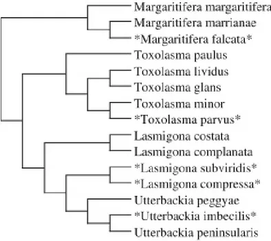 Figure 2. Phylogénie simplifiée d’une collection d’espèces à sexes séparés et  hermaphrodites (familles Unionoida et Margaritifera)