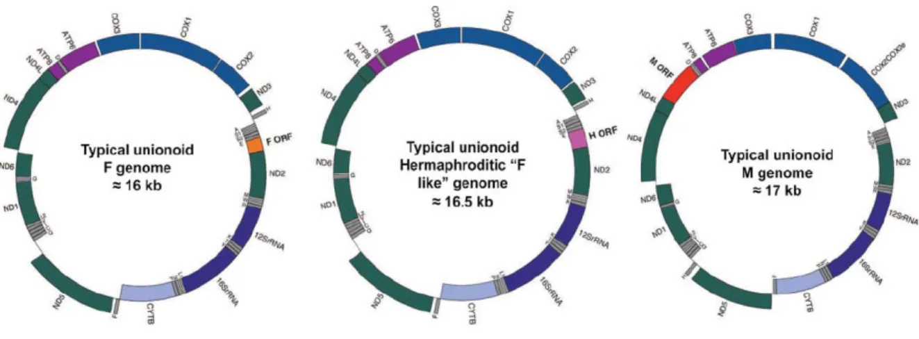 Figure 3. Cartes des génomes de types F, H et M. Identités des gènes : complexe I en vert; 