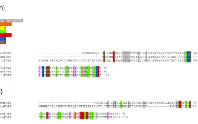 Figure 4. Alignment of M-ORF and F-ORF protein sequences. Global alignments and  alignments for each subfamily are shown