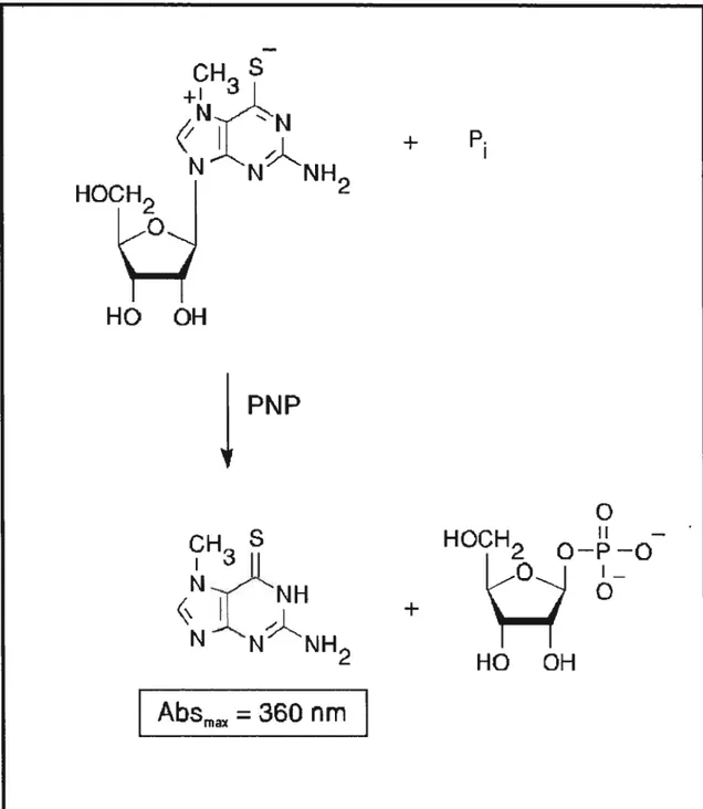 Fig. 3.1. Principe du dosage colorimétrique du phosphate (selon la Fig. 10.5 du catalogue de Molecular Probes)