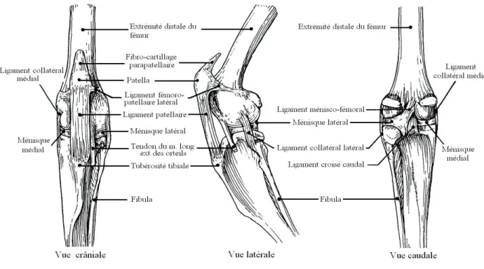 Figure 2. Articulation du genou droit d’un lapin qui est anatomiquement identique à celle  d’un  rat
