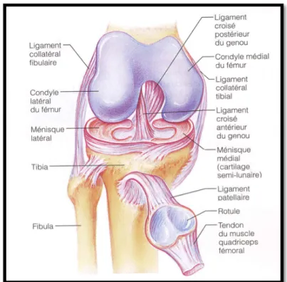 Figure 4. L’articulation du genou montrant les ménisques reposant sur les plateaux tibiaux  et les ligaments croisés reliant le fémur et le tibia