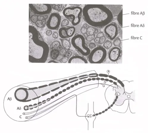 Figure  5.  Anatomie  d’un  nerf  périphérique.  Le  haut  de  la  figure  représente  une  coupe  transversale d’un nerf composé de fibres nerveuses