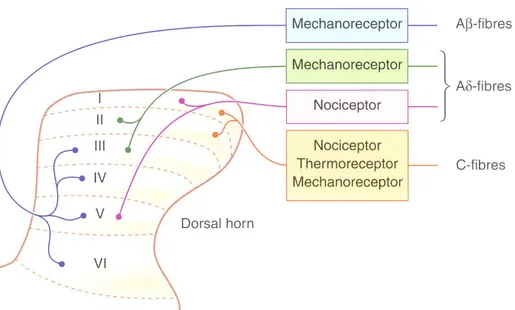 Figure 6. Représentation schématique de la corne dorsale de la moelle épinière. Les fibres  nerveuses sensorielles entrent dans la moelle épinière par la corne dorsale et se retrouvent  dans  les  6  couches  (laminae)  distinctes  de  la  corne  dorsale  