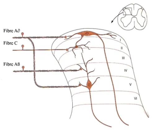 Figure  7.  À  l’intérieur  de  la  corne  dorsale  de  la  moelle  épinière  se  produit  un  premier  contact  synaptique  entre  les  fibres  afférentes  nociceptives  et  des  neurones  de  projection